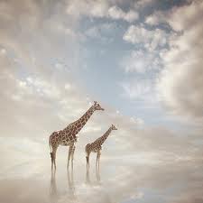 Girafe1.jpg